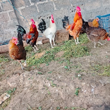 थंबनेल 3