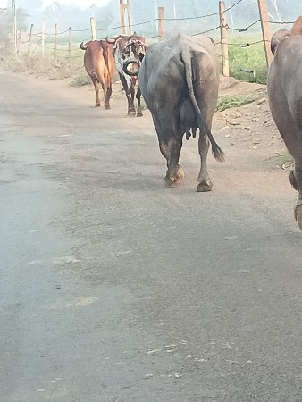 આ ભેંસ વેચવાની છે