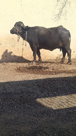 થંબનેલ 2