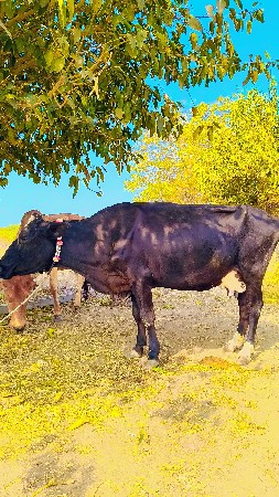 થંબનેલ 2