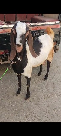 थंबनेल 3