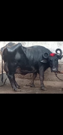 ભેંસ વેચવાનું છે 2 ભેંસ છે