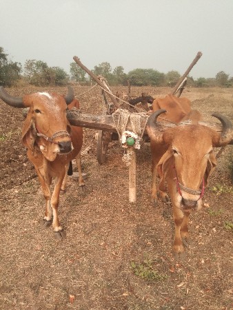 ગોઢલા વેચવાનાછે