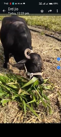 ભેંસ વેચાવ છે.