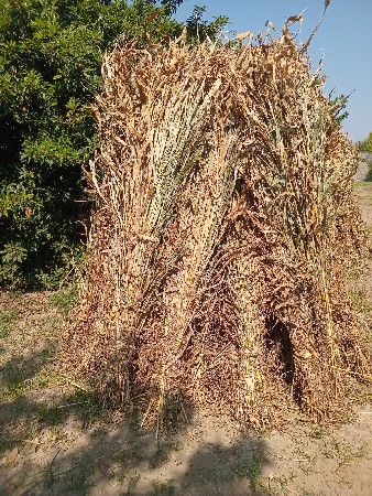 સાર વેસવાની સે