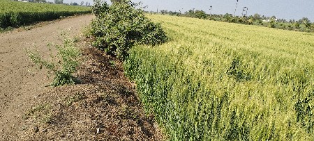 જમીન વહેવાની છે