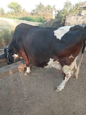 थंबनेल 2