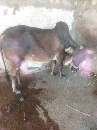 थंबनेल 3