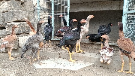 थंबनेल 2