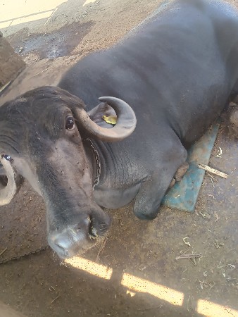 थंबनेल 2