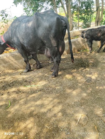 थंबनेल 2