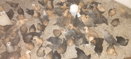 મરઘાં વેચવાના છે