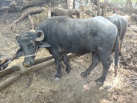 ભેંશ વેસ વાની સે