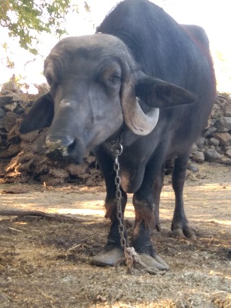 તાલુકો જીલ્લો પોરબંદર રામભાઈ ઓડેદર
