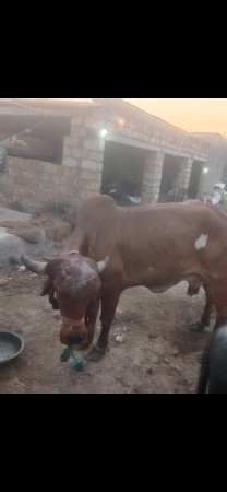 थंबनेल 3