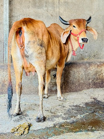 માકડી હોડકી વેચવાની છે
