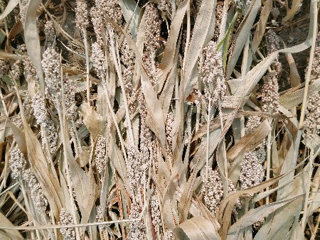 જુવાર નો ચારો