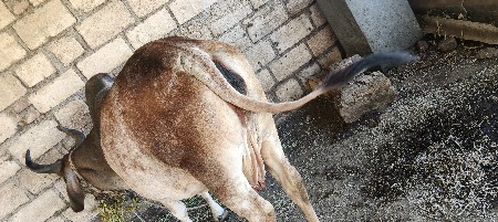 ગાય વેચવાની છે