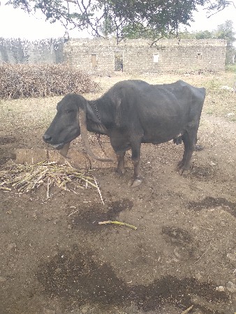 थंबनेल 2