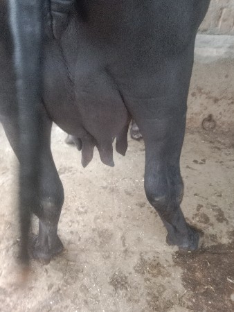 ભેંસ વેચવાની છે