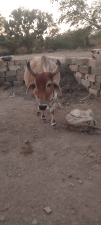 थंबनेल 2