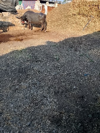 બે ભેસો વેસવાની છે