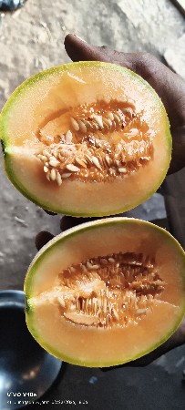 ટેટી છે 6 વિધાની વેચવા ની પ્રણવ ટેટ