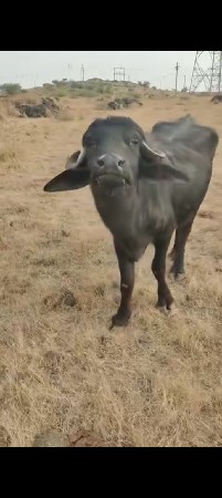 પાડૉખડૅલિ