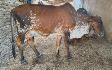 थंबनेल 2