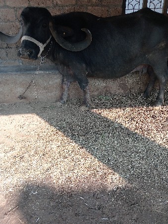 ભેંશ નેં વાછડી આપી દેવાની છે