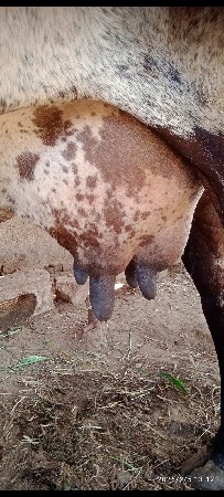 થંબનેલ 1