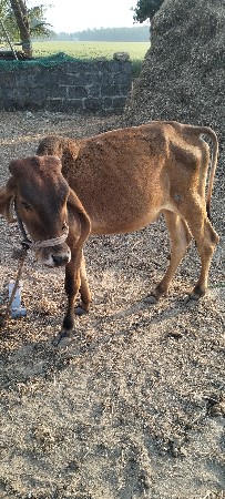 vachhadi vechvani che