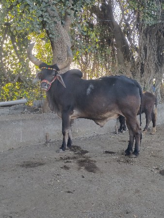બળદ વેચવાનો છે