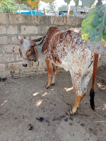 थंबनेल 3