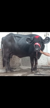 ભેંસ વેચવાનું છે