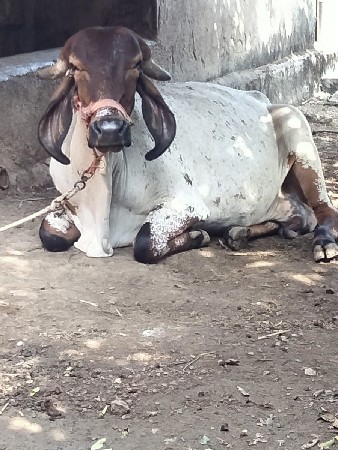 थंबनेल 3