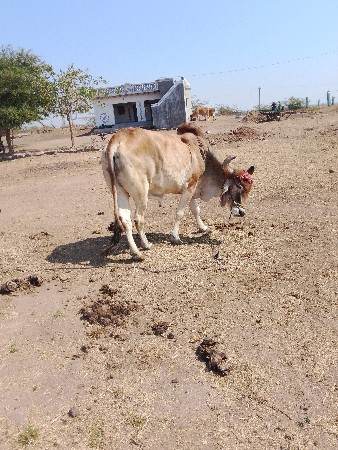 દેવભૂમિ દ્વારકા જીલ્લો ભાવનગર તાલુ