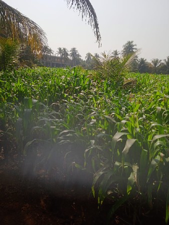 લીલી મકાઈ નો ચારો વેચવા નો સે