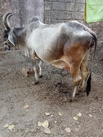 थंबनेल 3