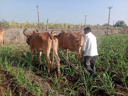 બંને એક સરખા શે