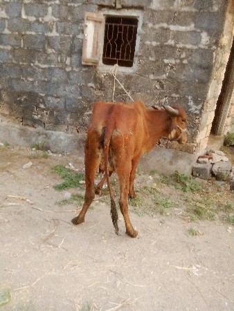 थंबनेल 3