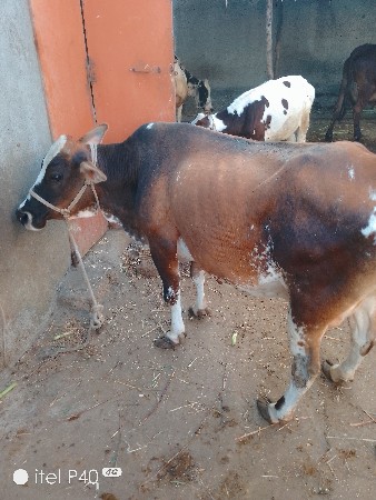 थंबनेल 2