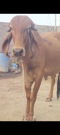 ગાય વેચવાની છે
