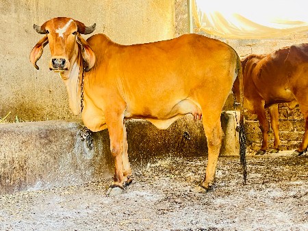 ગીર ટીલડી હોડકી વેચવાની છે