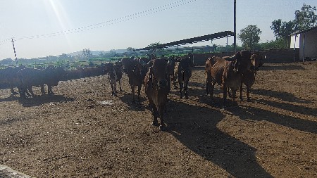 ગયો વેચવાની છે