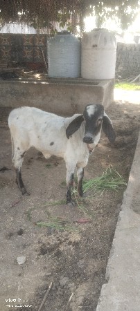 थंबनेल 2