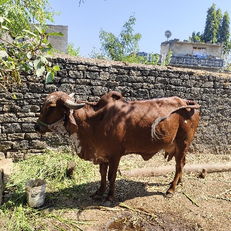ગીર ગાય વ