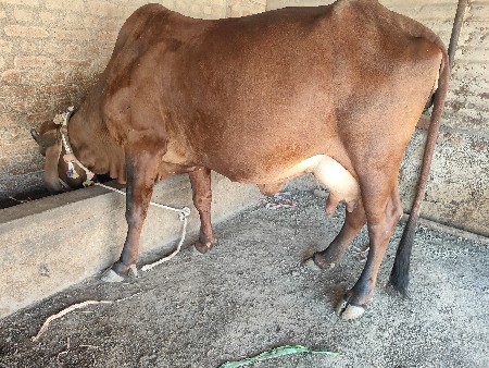 થંબનેલ 3