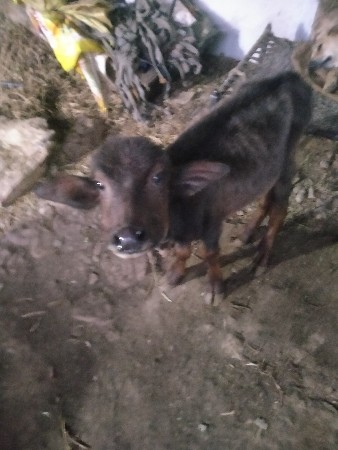 ભેંશ વેશવાનીછે