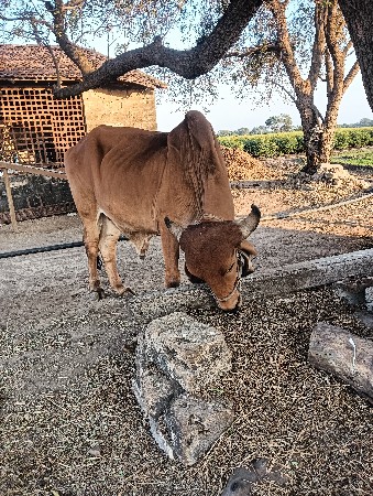 થંબનેલ 3